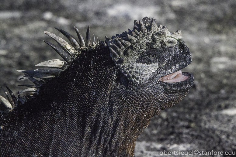 galapagos iguana